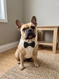 Natural Dog Tuxedo Harness with Bow Tie, Bespoke Neutral Ring Bearer Outfit