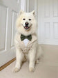 Natural Dog Tuxedo Harness with Bow Tie, Bespoke Neutral Ring Bearer Outfit