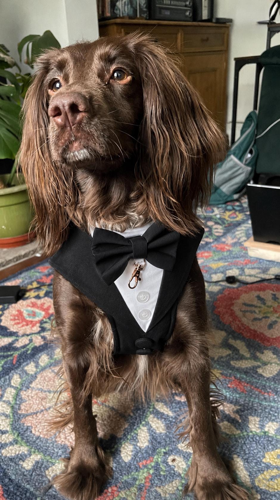 Dog Tuxedo Harness for Wedding: Formal Suit for Dog of Honour, Ring Bearer Outfit