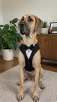 Dog Tuxedo Harness for Wedding: Formal Suit for Dog of Honour, Ring Bearer Outfit