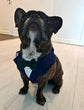 Bespoke Navy Dog Tuxedo Harness with Burgundy Bowtie: Formal Pet Wedding Suit