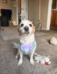 Bespoke Dog Wedding Tuxedo Harness: Sage Green Formal Dog Suit with Custom Bow Tie