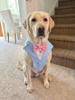 Made-to-Measure Light Blue Wedding Dog Tuxedo Harness: Custom Ring Bearer Outfit for Pets