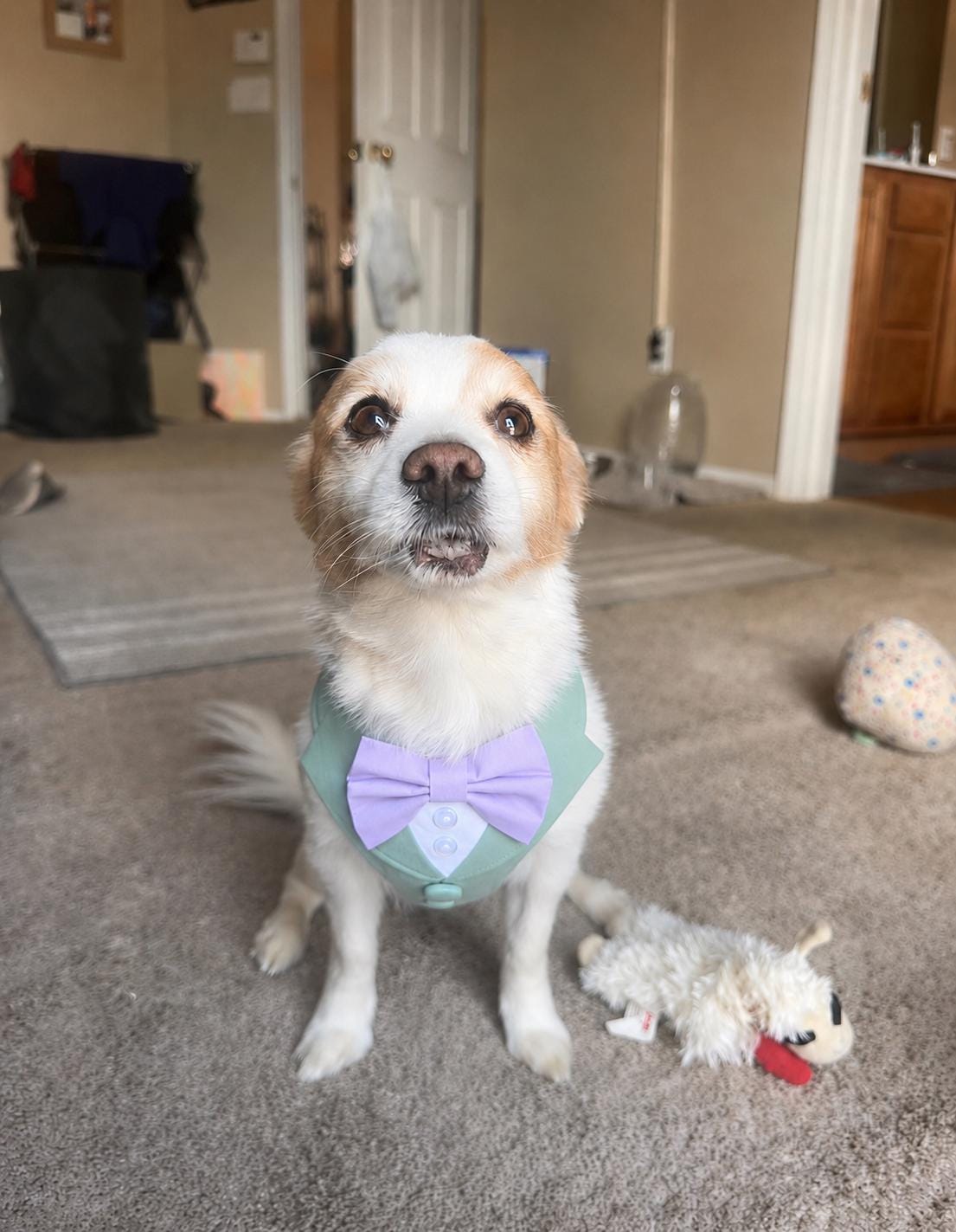 Bespoke Sage Green Wedding Suit for Dogs: Tuxedo Harness