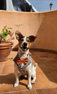 Bespoke Light Grey Dog Tuxedo Harness with Dark Grey Bow Tie, Formal Wedding Suit for Pets