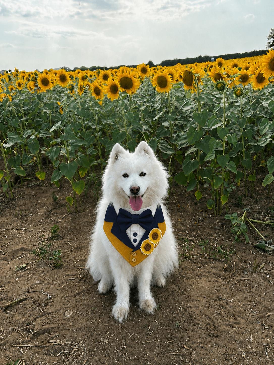 Navy Wedding Dog Suit Bandana with Tie, Bespoke Pet Wedding Outfit