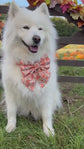 Autumn Pumpkin Patch Dog Bow, Available in Sailor Bow and Bow Tie Style