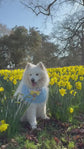 Light blue Dungarees Dog Bandana with Spring Flowers