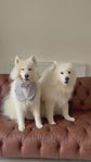 Light Grey Wedding Dog Bandana: Pet Ring Bearer Tuxedo Outfit