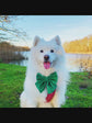 Green Velvet dog sailor bow – perfect pet bow for Christmas – New Year – Wedding – handmade in the UK