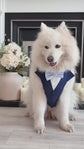 Bespoke Navy Dog Tuxedo Harness with Burgundy Bowtie: Formal Pet Wedding Suit