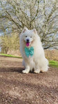Mint Green Dog Bow for Spring and Easter: Bowtie or Sailor Bow