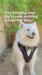 Dog Tuxedo Harness for Wedding: Formal Suit for Dog of Honour, Ring Bearer Outfit
