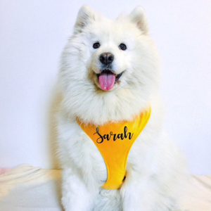 Yellow velvet dog harness bundle
