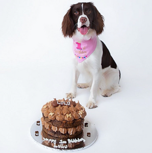 Birthday dog bandana – Available in Pink and Blue