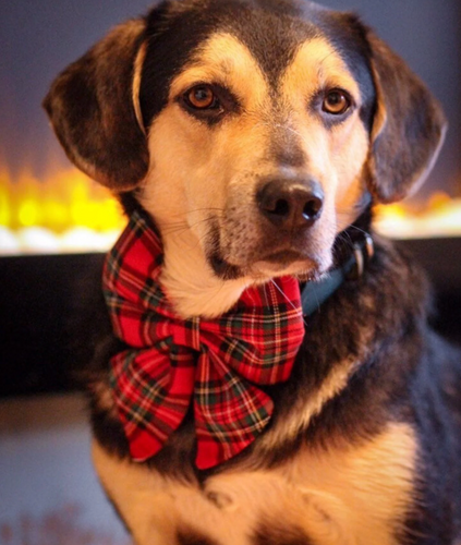 Christmas royal stewart tartan bow tie/ sailor bow