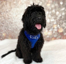 Load image into Gallery viewer, Royal blue velvet dog harness